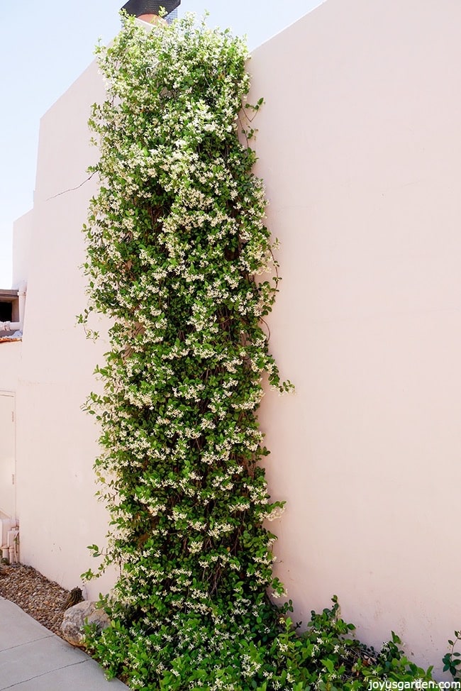 Trachelospermum Asiaticum, Japanese Star Jasmine