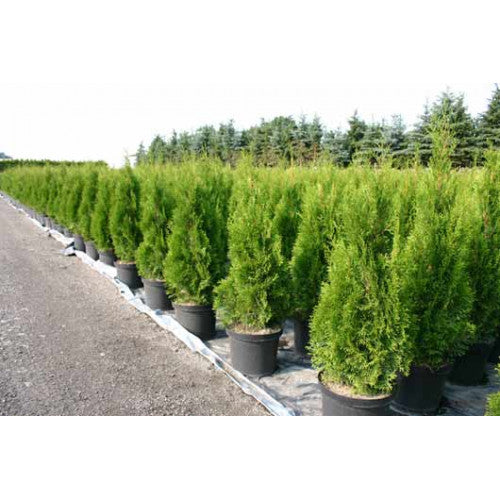 Thuja Occidentalis Smaragd | Wholesale Plants