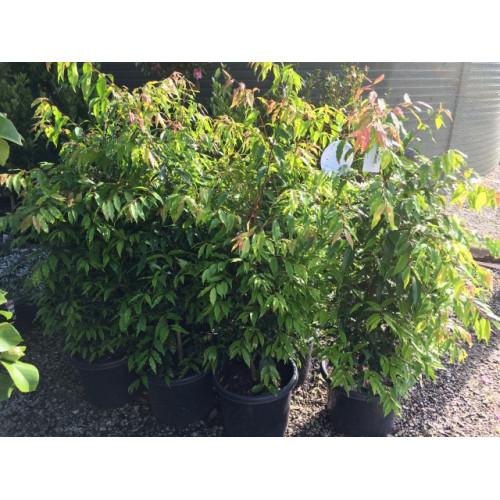 Evergreen Hedging - Waterhousea Floribunda Weeping Lilly Pilly