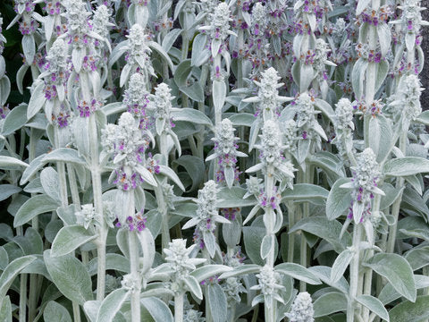 Stachys Lanata Lambs Ear