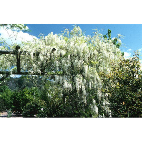 Wisteria Floribunda Alba | Wholesale Plants