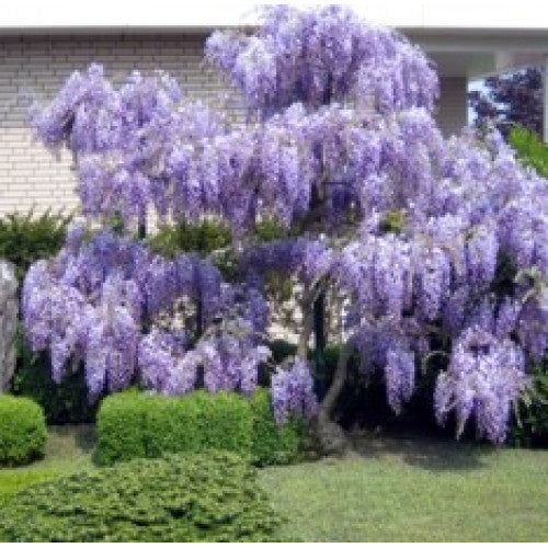 Wisteria Sinensis Blue/purple | Wholesale Plants