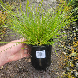 Versatile and Resilient Lomandra 2024