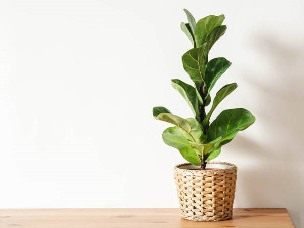 10 Best indoor plants of 2021
