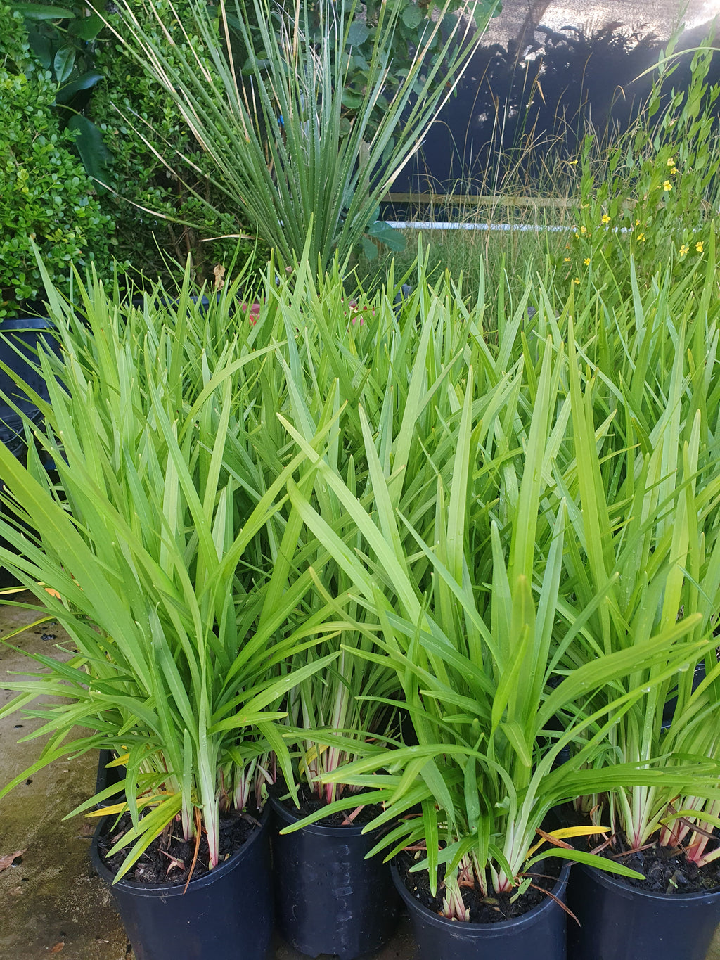 Grasses – Wholesale Plants