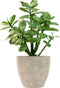 365 Blooming Decor 12" Artificial Potted Jade Plant