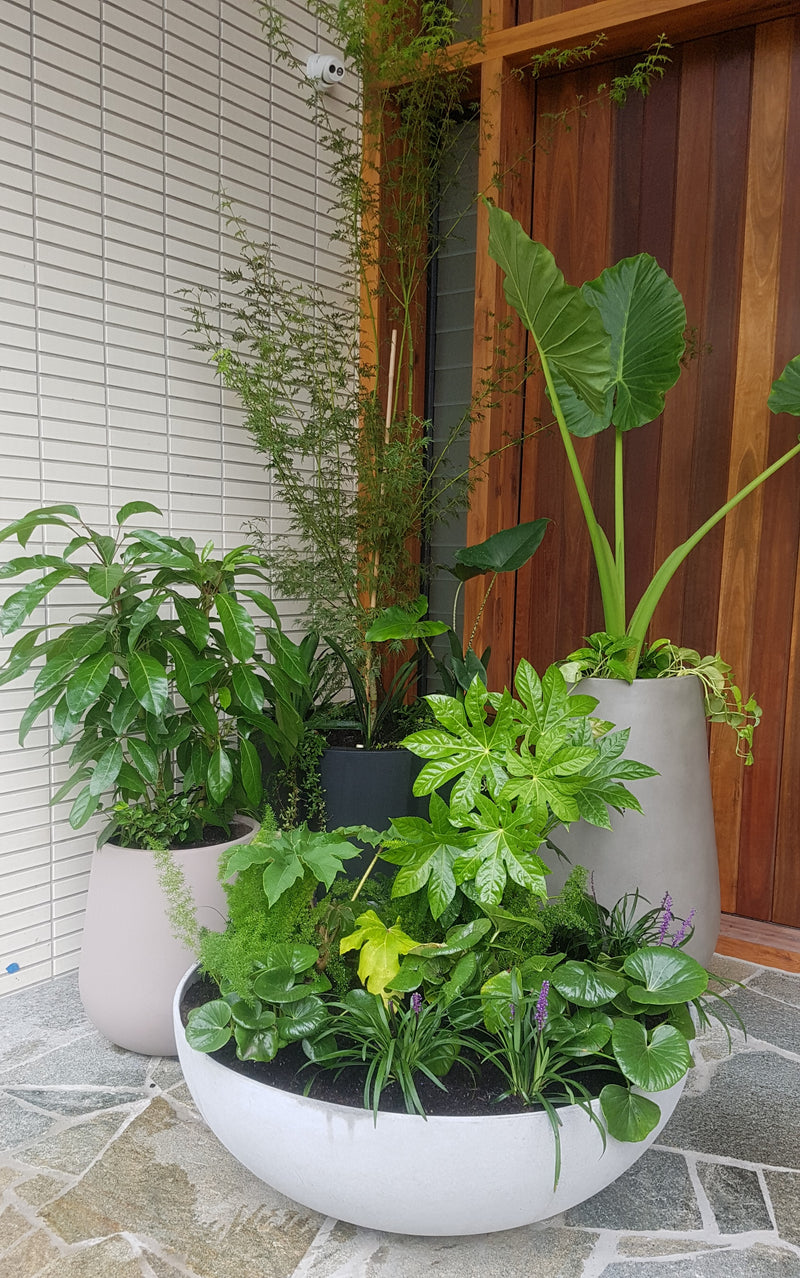 Balcony Potted Planting Package