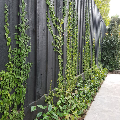 Ficus Pumila