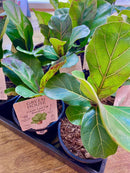 Ficus Lyrata Fiddle Leaf Fig