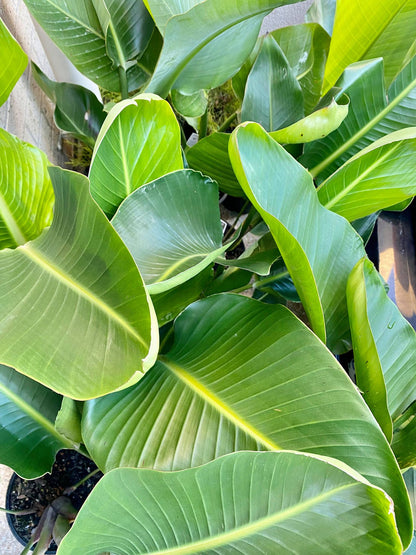 Strelitzia Nicolai Giant Bird Of Paradise