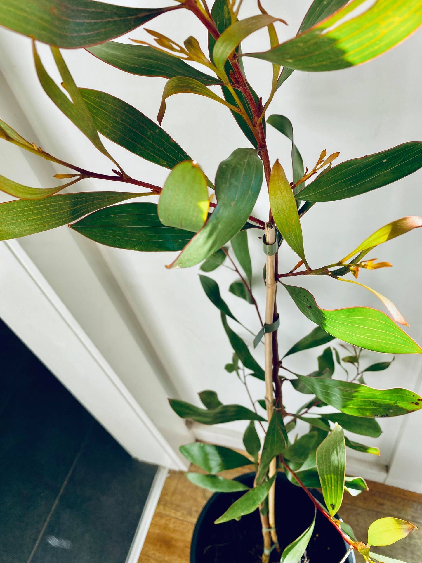 Plant Installation Service