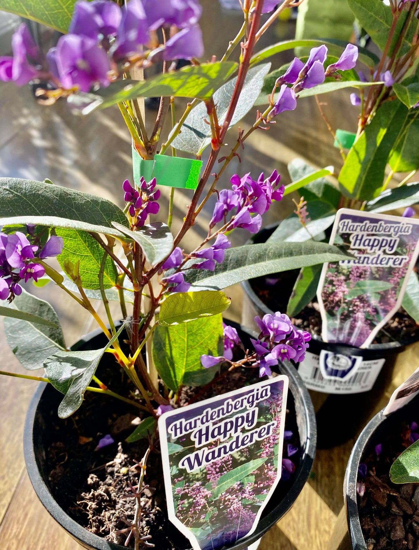 Australian Native plant Package