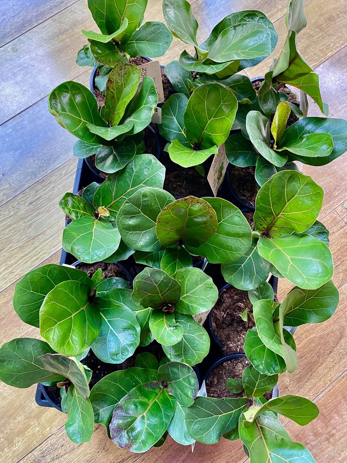 Plant Installation Service