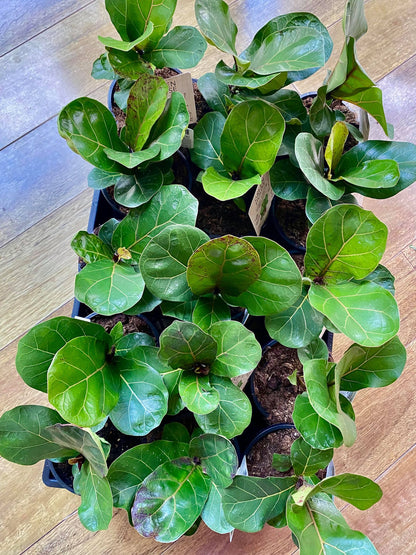 Plant Installation Service