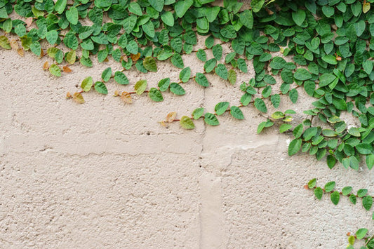 Ficus Pumila