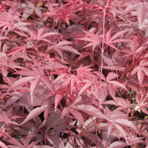 Acer Palmatum Atropurpureum, Japanese Maple - Cheapest plants online