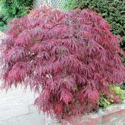 Acer Palmatum Atropurpureum, Japanese Maple - Cheapest plants online