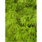 Acer Palmatum, Dissectum Viridis - Cheapest plants online