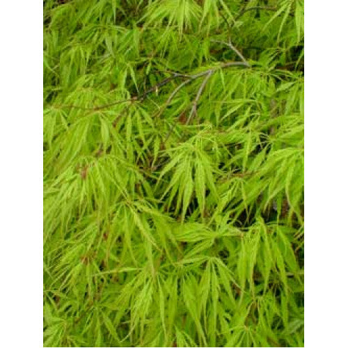 Acer Palmatum, Dissectum Viridis - Cheapest plants online