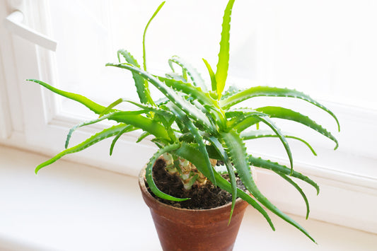 Aloe Aloe Always Red