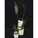 Aloe Aloe Winter Bells | Wholesale Plants