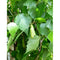 Betula Pendula Fastigiata - Cheapest plants online