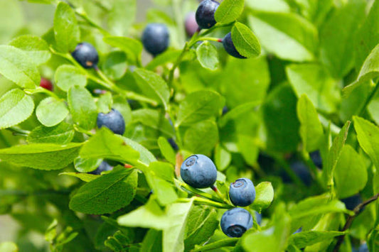 Blueberry Assorted