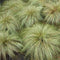 Carex Frosted Curls | Wholesale Plants