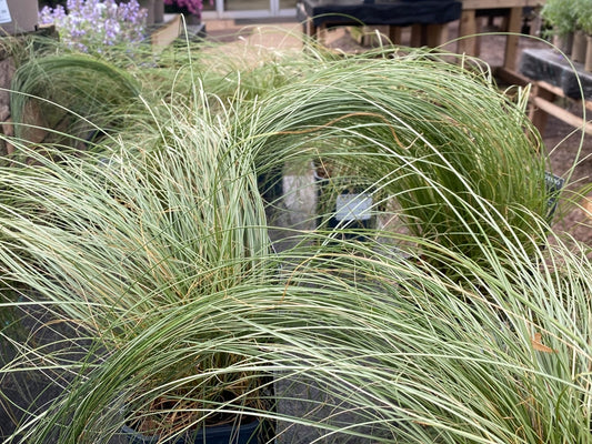 Carex Frosted Curls