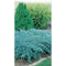 Chamaecyparis Lawsoniana, Blue Jacket | Wholesale Plants