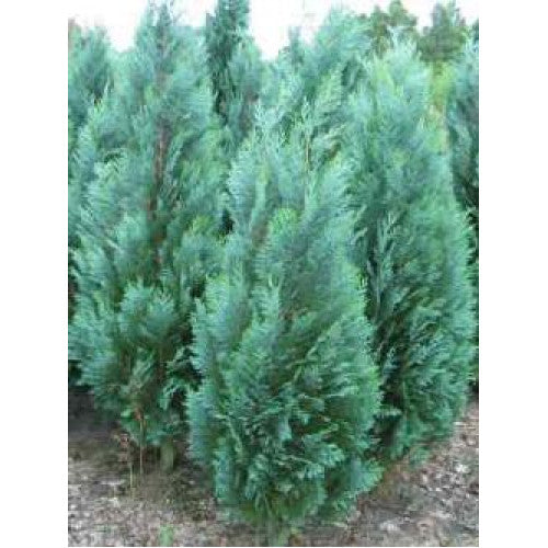 Chamaecyparis Lawsoniana, Columnaris | Wholesale Plants