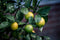 Citrus Tree Lemonicious