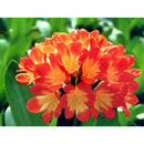 Clivia Orange | Wholesale Plants