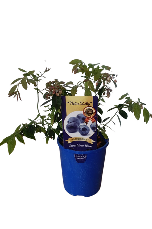 Blueberry Assorted
