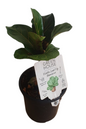 Ficus Lyrata Fiddle Leaf Fig