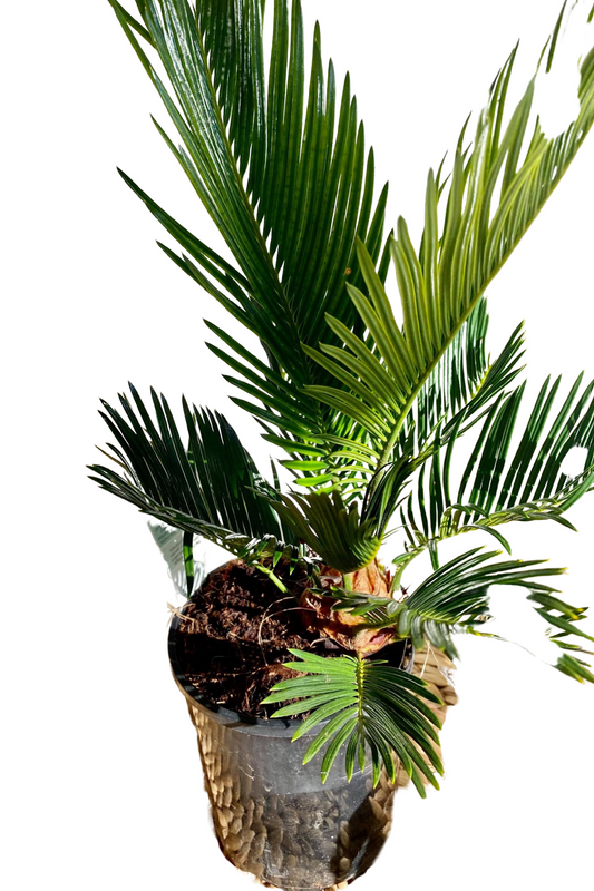 Cycad Revoluta Sago Palm