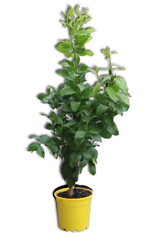 Citrus Tree Lemonicious