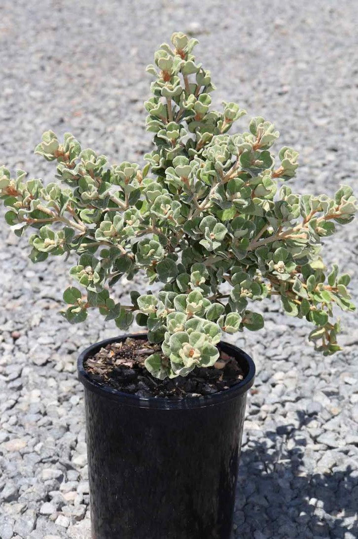 Coastal Plant Package - Plant Packages Australia