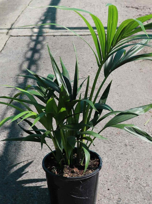 Bedroom Plant Package - Planting Packages Australia
