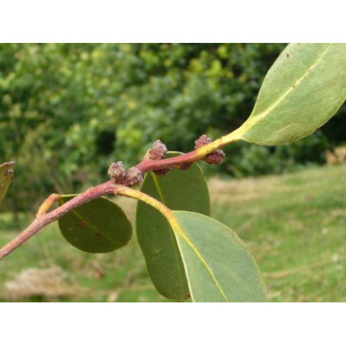 Eucalyptus Alpina Grampians Gum - Cheapest plants online