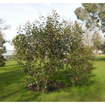 Eucalyptus Alpina Grampians Gum - Cheapest plants online
