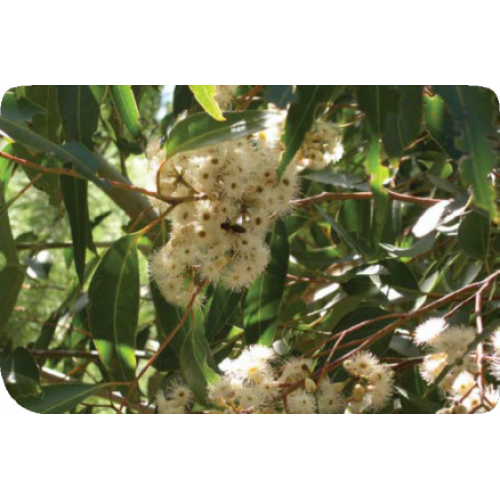 Eucalyptus Cladocalyx Bushy Sugar Gum - Cheapest plants online