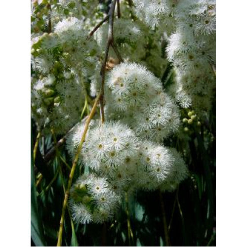 Eucalyptus Elata River White Gum - Cheapest plants online