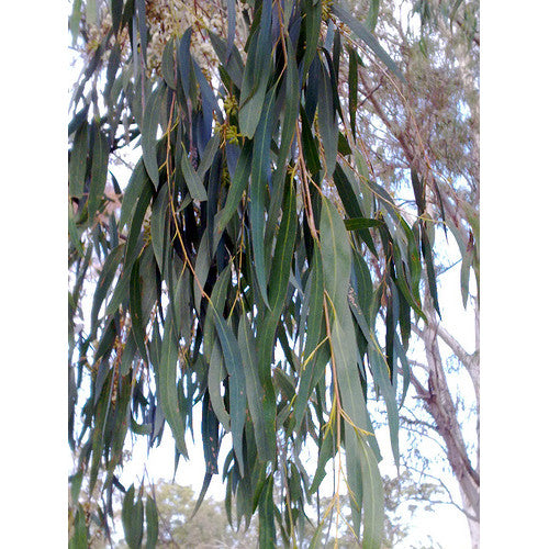 Eucalyptus Elata River White Gum - Cheapest plants online