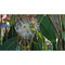 Eucalyptus Ovata Swamp Gum - Cheapest plants online