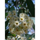 Eucalyptus Polyanthemos Red Box - Cheapest plants online