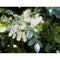 Fraxinus Ornus Flowering Ash - Cheapest plants online