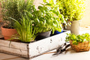 Kitchen Herb Package - Planting Packages Australia