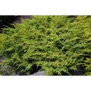 Juniperus Communis Depressa Aurea | Wholesale Plants