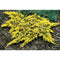 Juniperus Horizontalis Mother Lode | Wholesale Plants